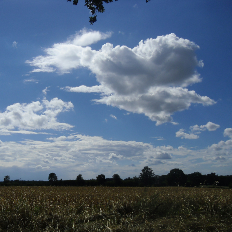 Rosenherz . Wolke in Herzform